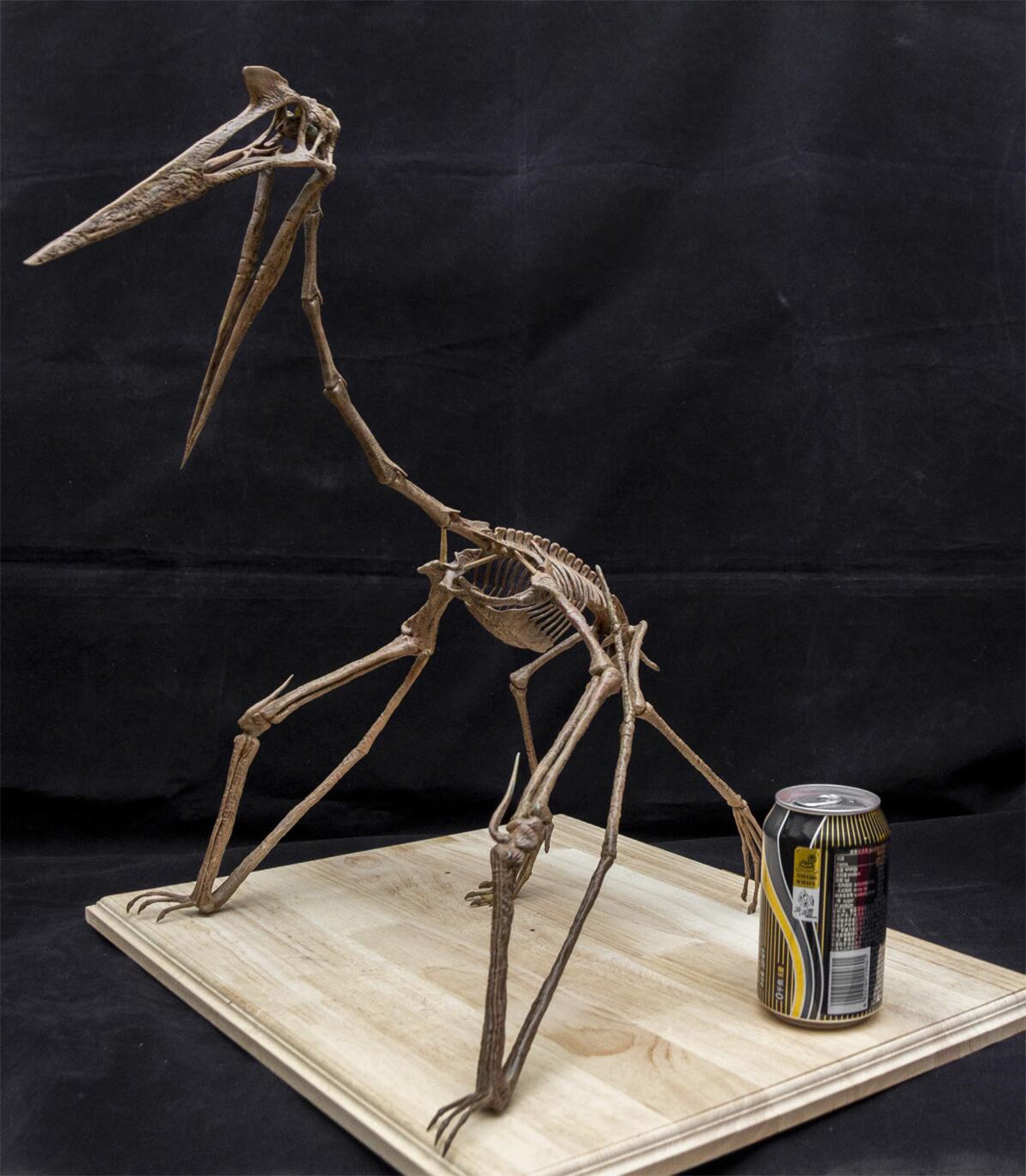 Quetzalcoatlus Skeleton Model
