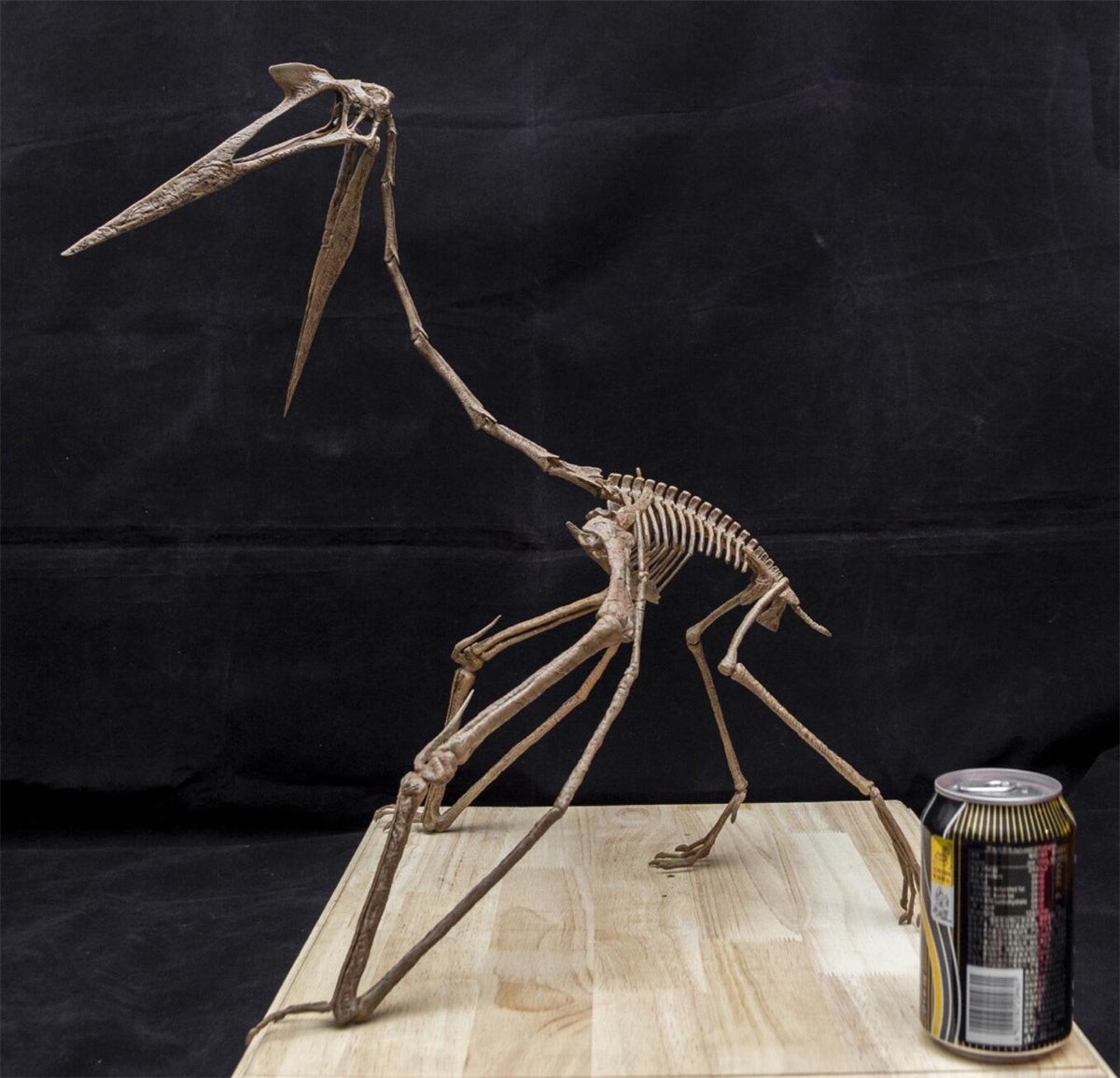Quetzalcoatlus Skeleton Model