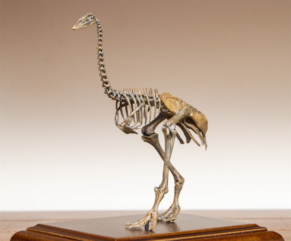 1/10 Aepyornis Skeleton Model