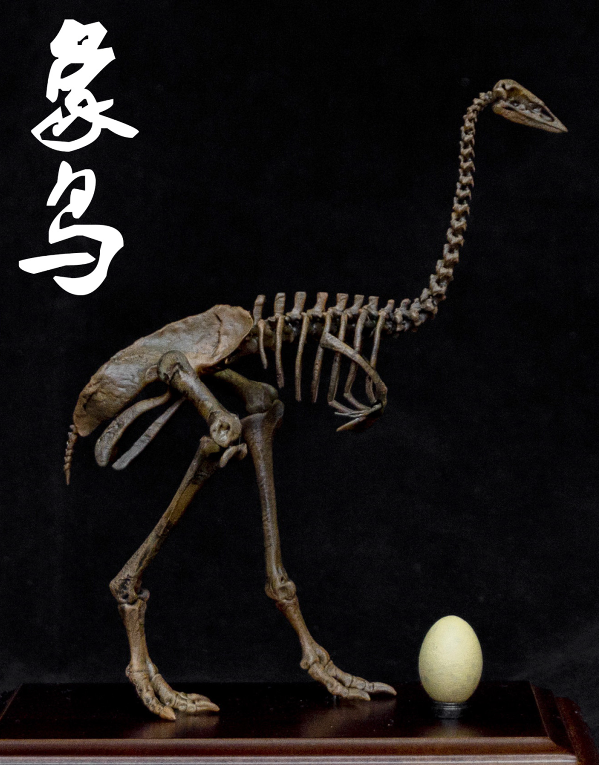 1/10 Aepyornis Skeleton Model