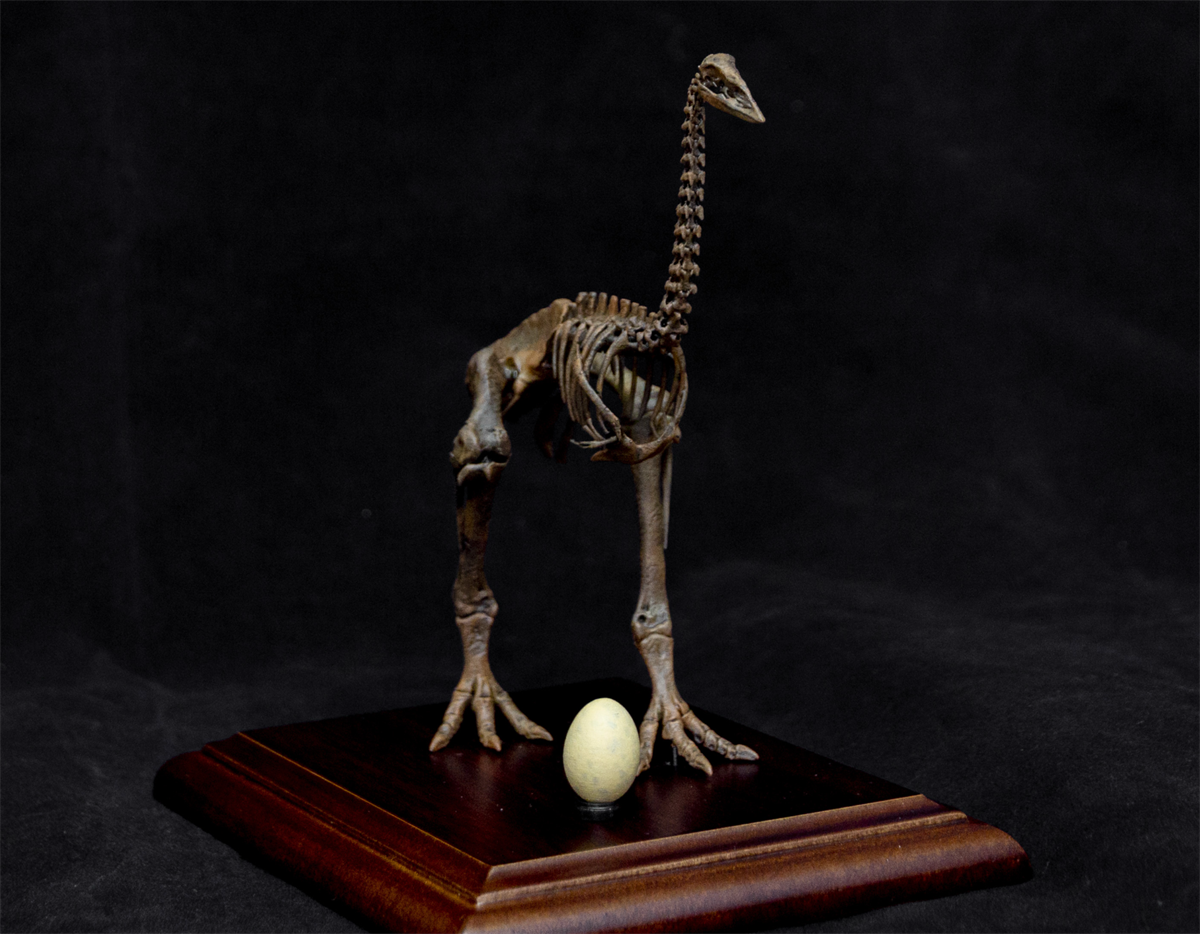 1/10 Aepyornis Skeleton Model