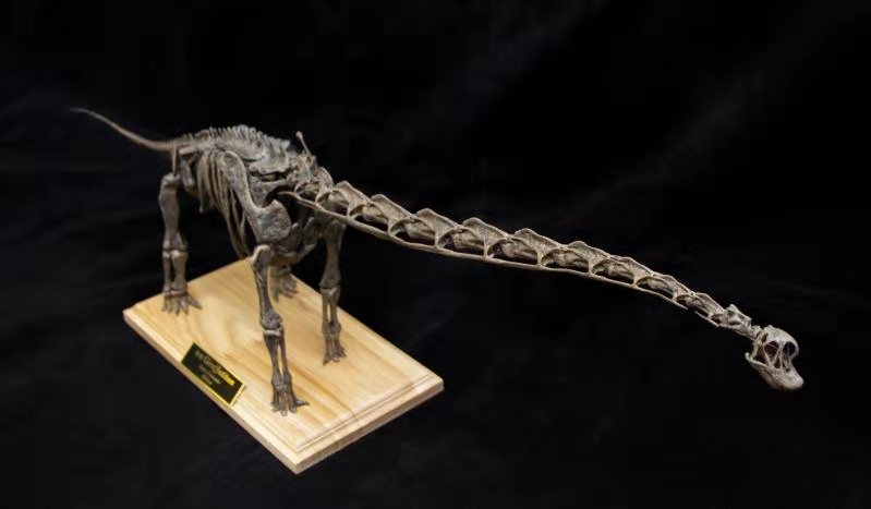 1:35 Scale Giraffatitan Skeleton Model