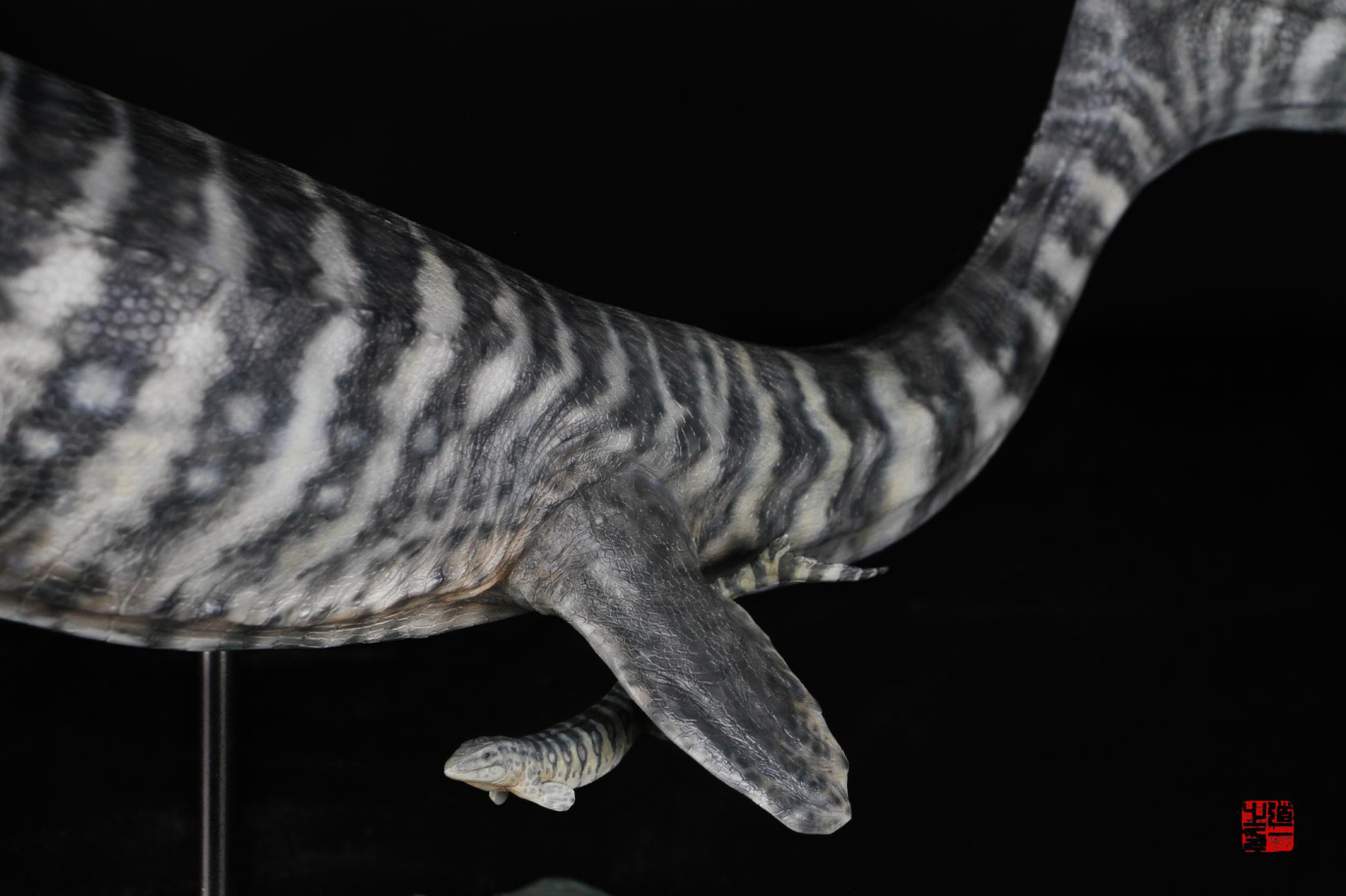 Cen DaoYi Studio 1:15 Scale Prognathodon Statue Unpainted Kit