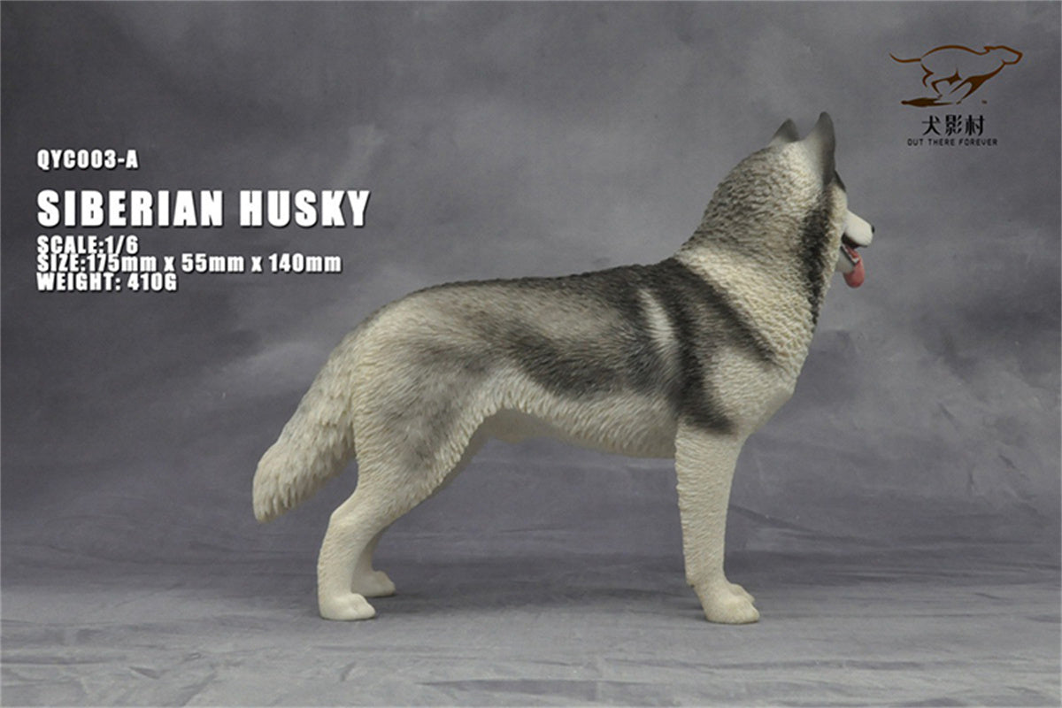 1/6 Siberian Husky Model