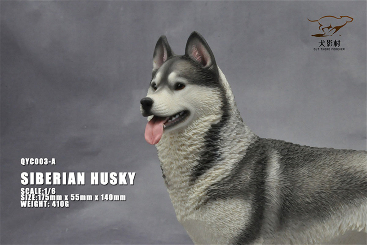 1/6 Siberian Husky Model