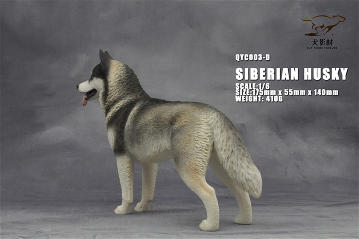 1/6 Siberian Husky Model