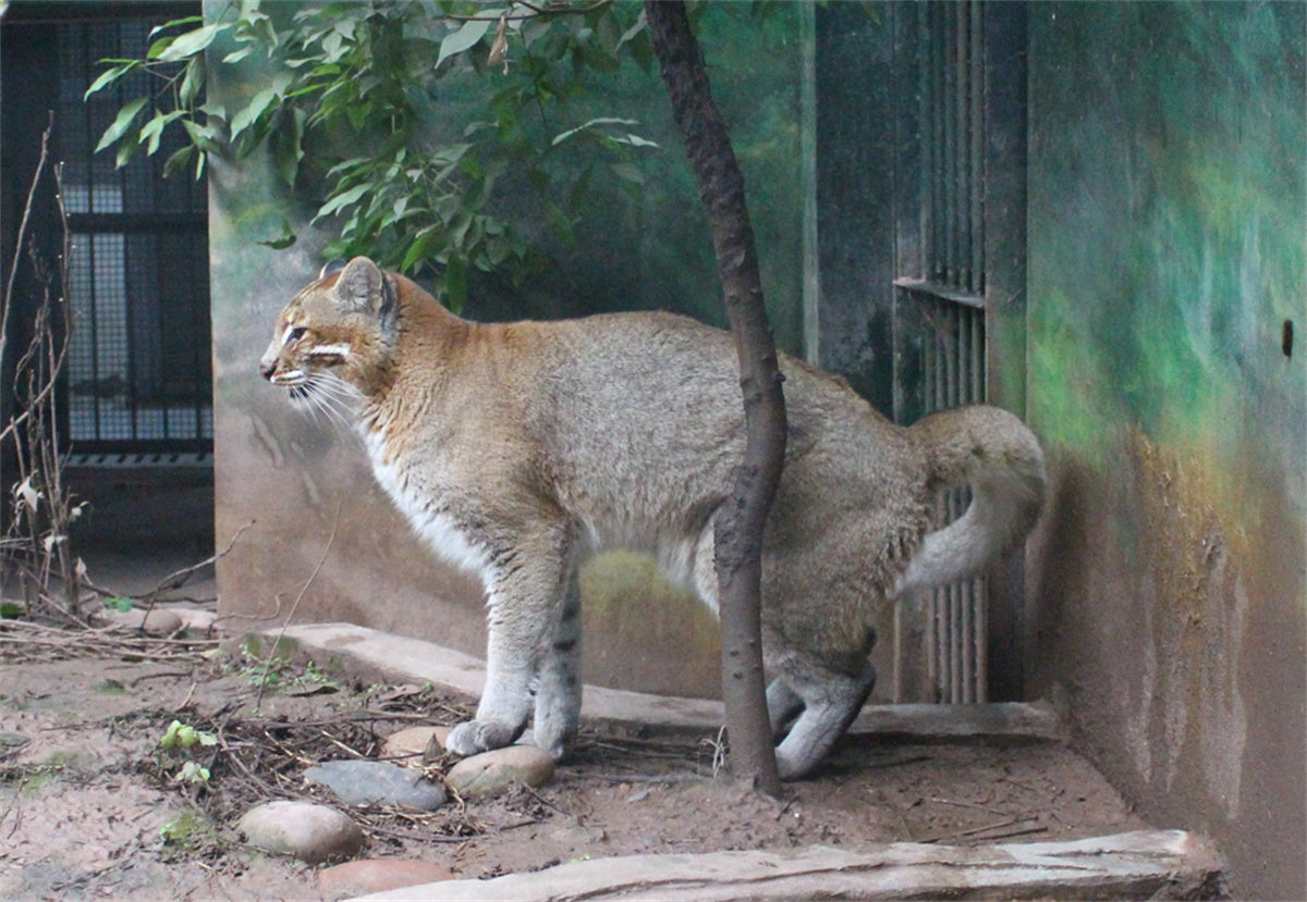 Asiatic Golden Cat Model
