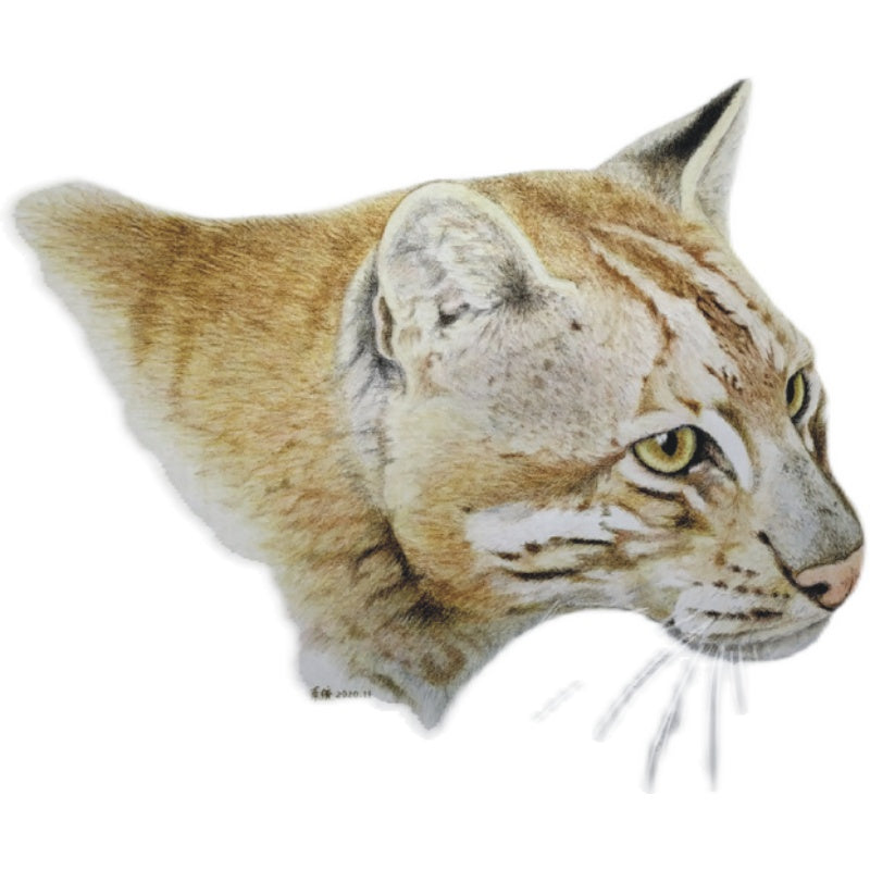 Asiatic Golden Cat Model