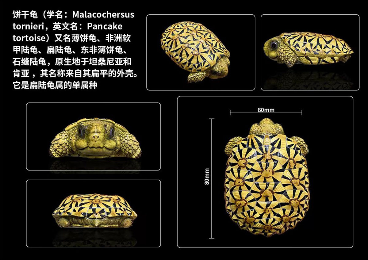 Blind Box Turtle Model