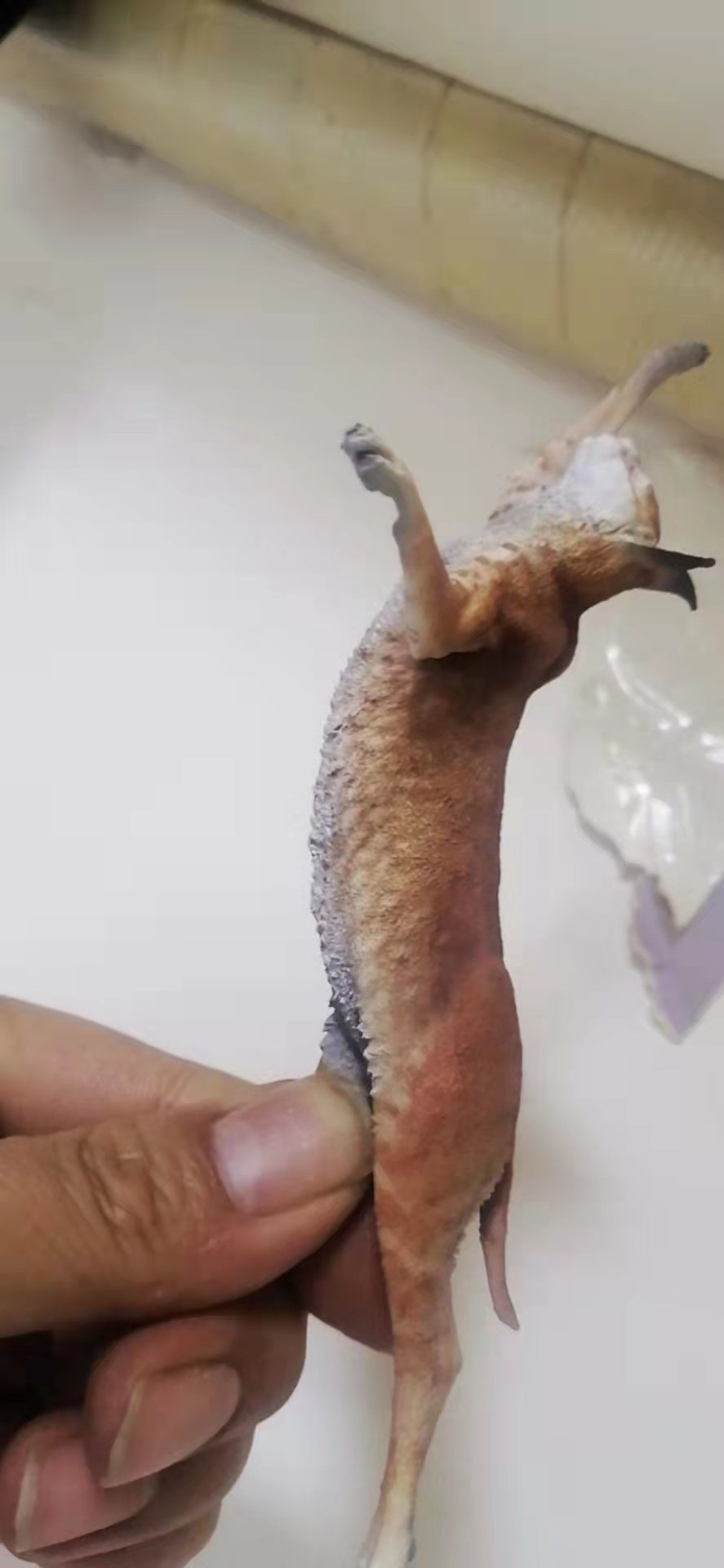 Caracal Cat Prey Partridge Scene Model