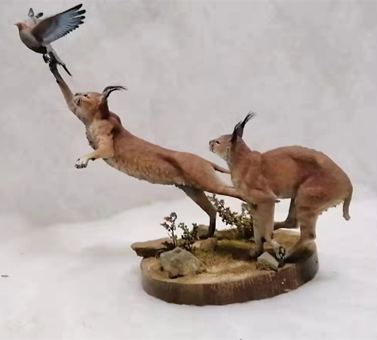 Caracal Cat Prey Partridge Scene Model