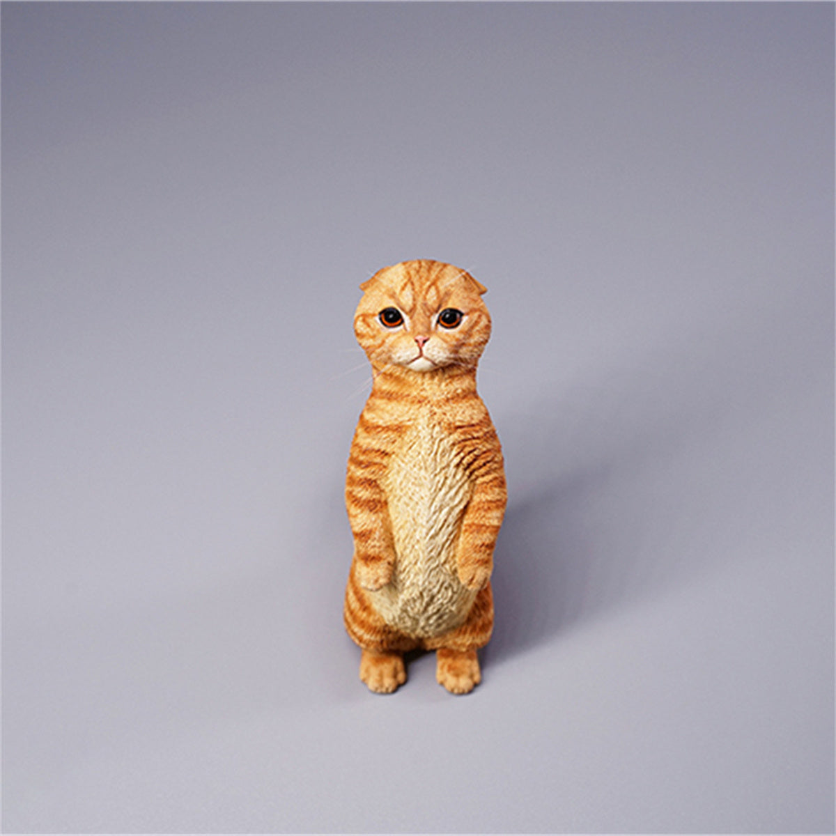 JXK 1/6 Scottish Fold Model