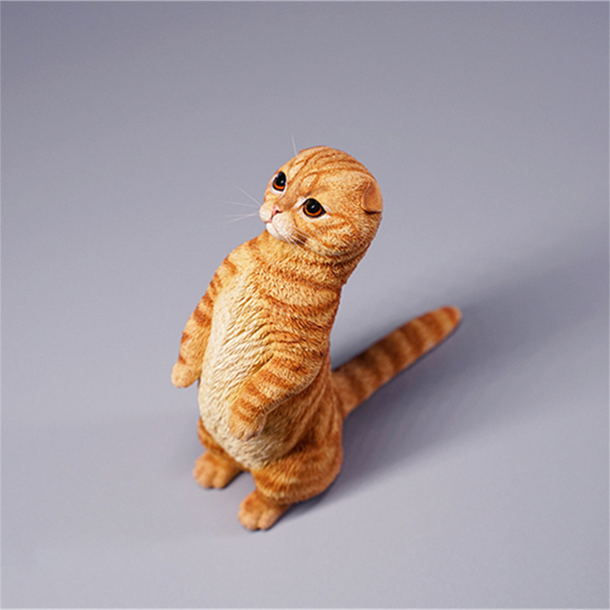 JXK 1/6 Scottish Fold Model