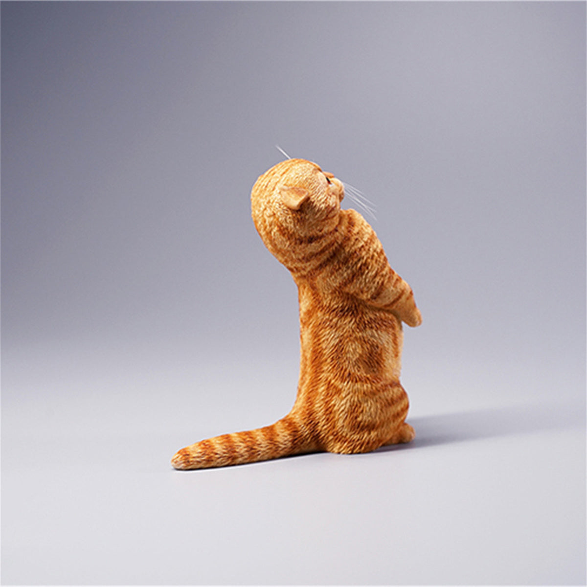 JXK 1/6 Scottish Fold Model