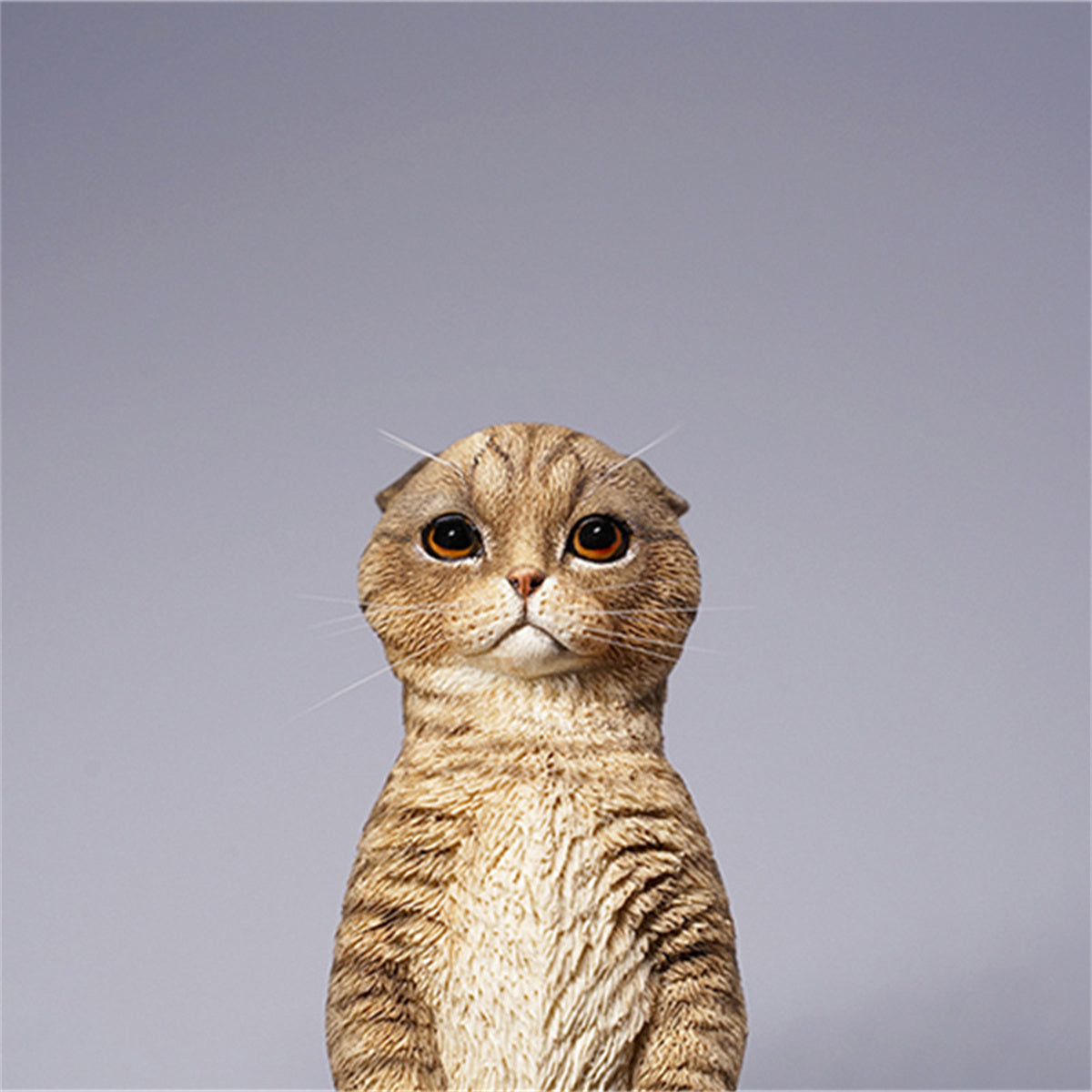 JXK 1/6 Scottish Fold Model
