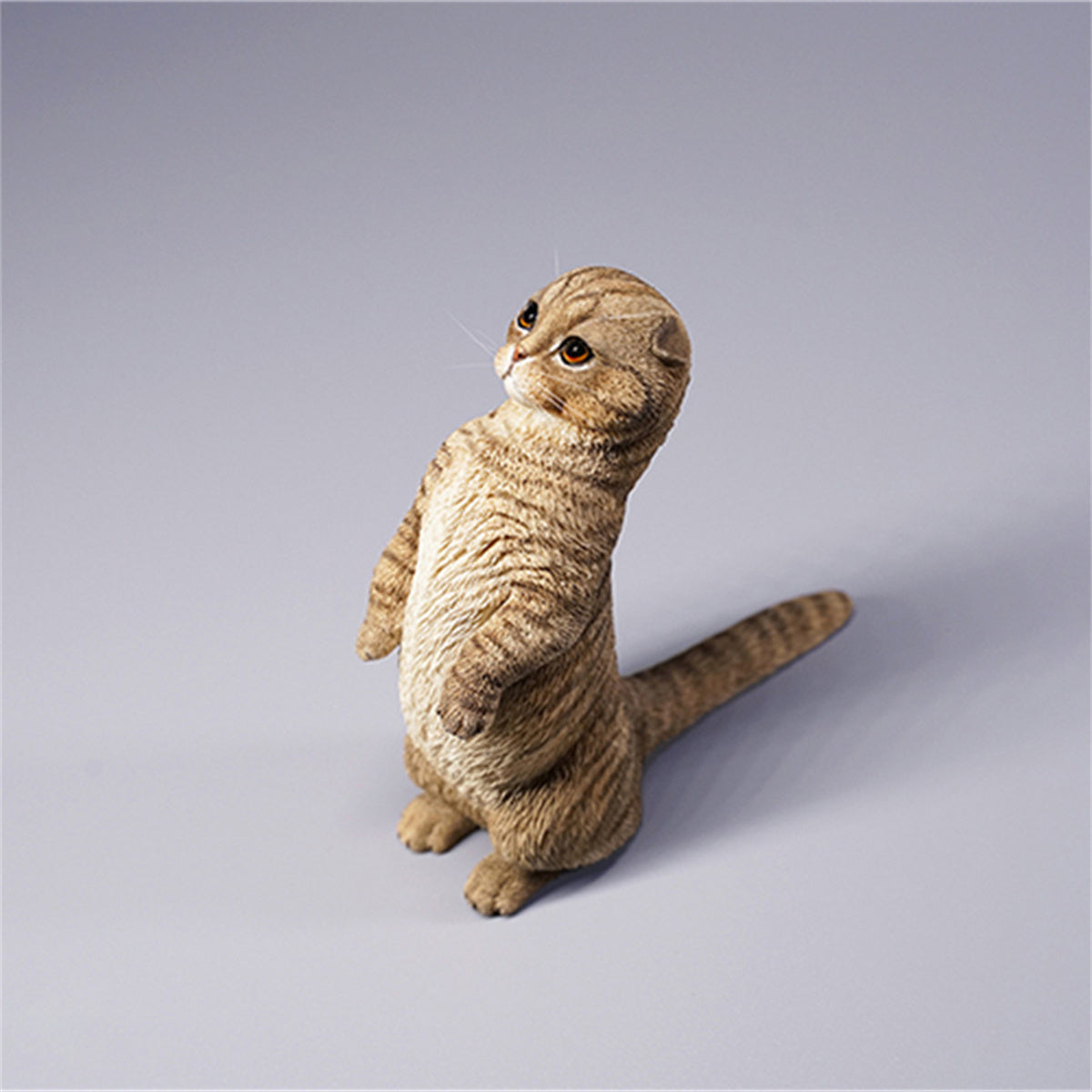 JXK 1/6 Scottish Fold Model
