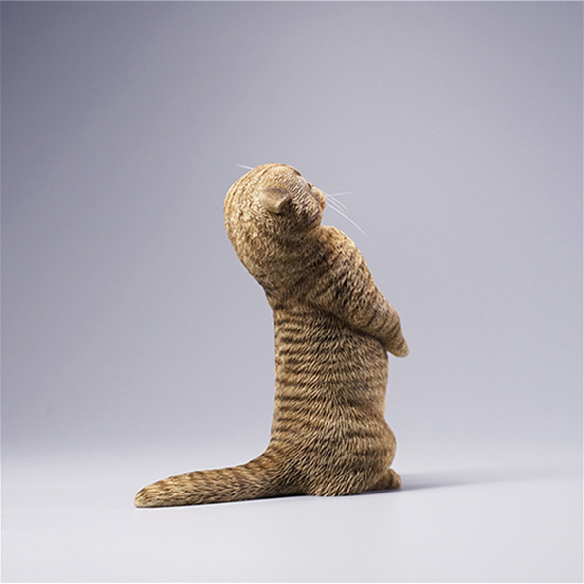JXK 1/6 Scottish Fold Model