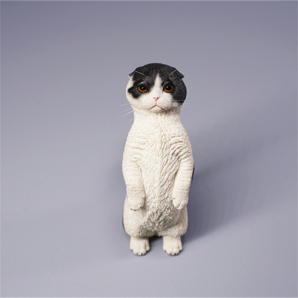 JXK 1/6 Scottish Fold Model