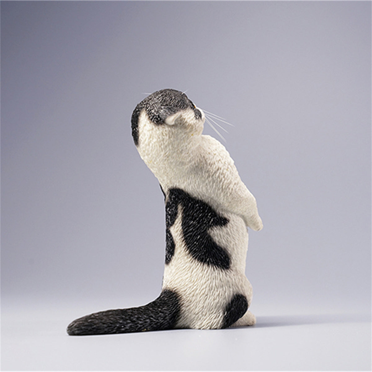 JXK 1/6 Scottish Fold Model