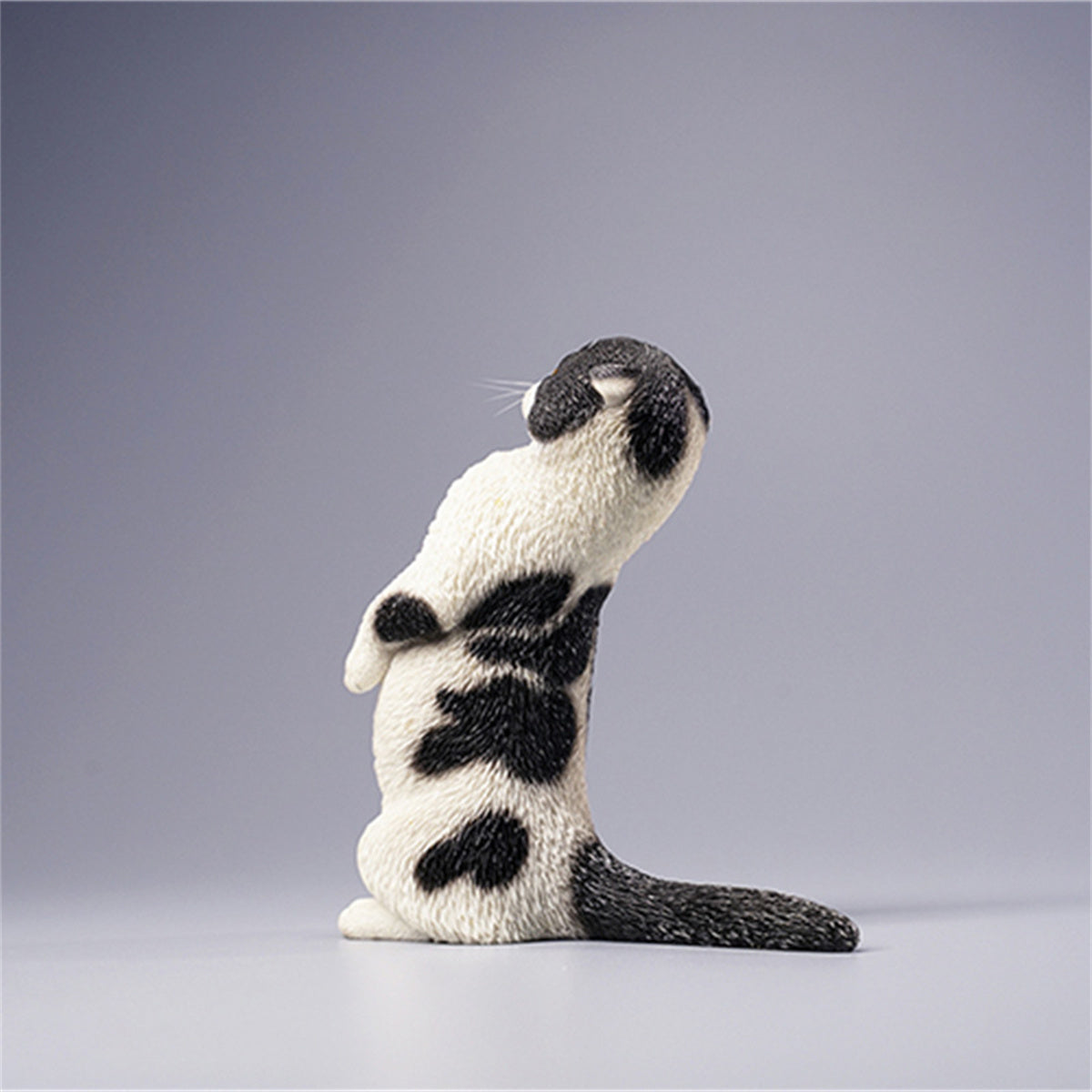 JXK 1/6 Scottish Fold Model
