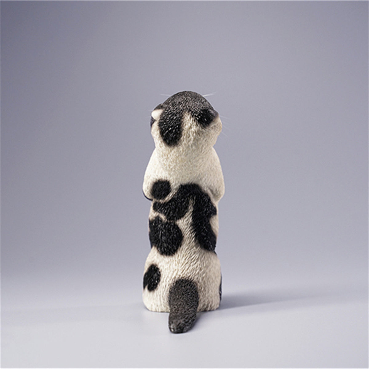 JXK 1/6 Scottish Fold Model