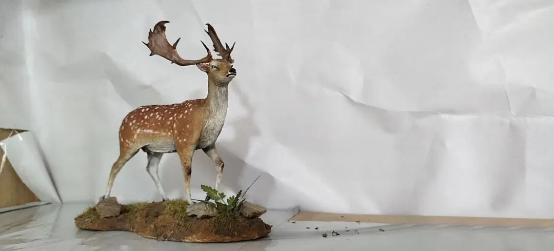 Dama dama Scene Model