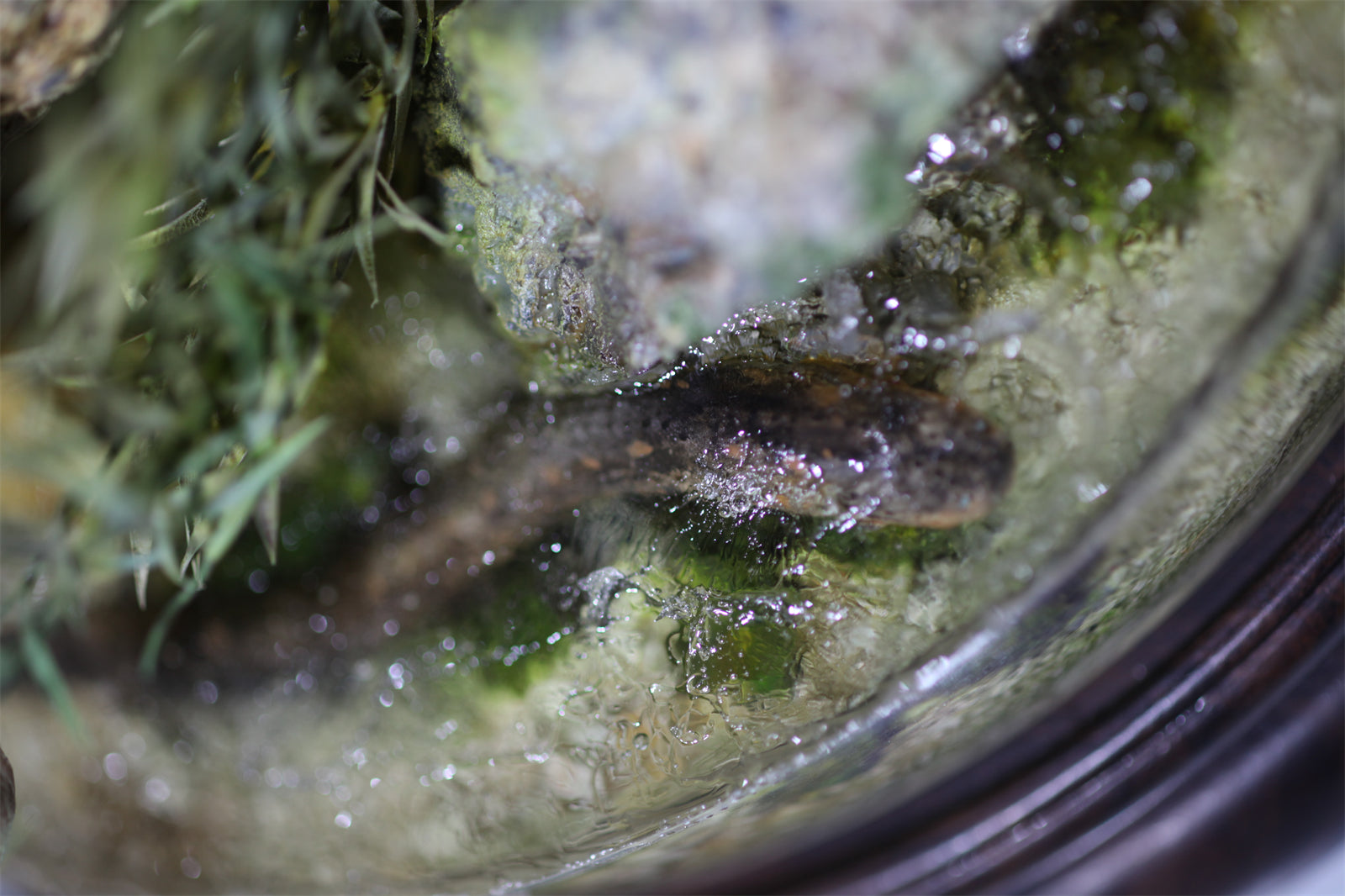 1:6 Panthera onca Scene Model