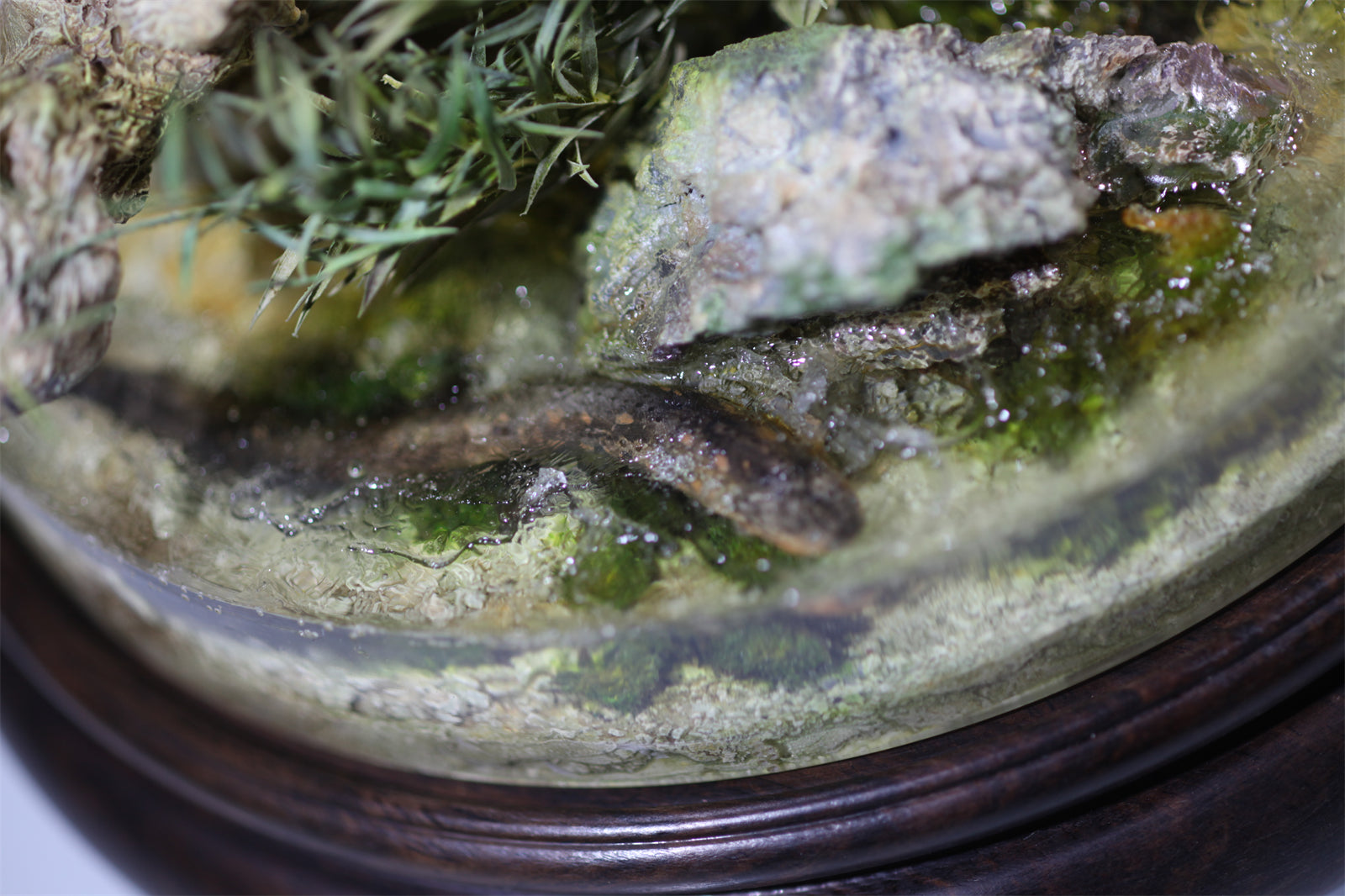 1:6 Panthera onca Scene Model