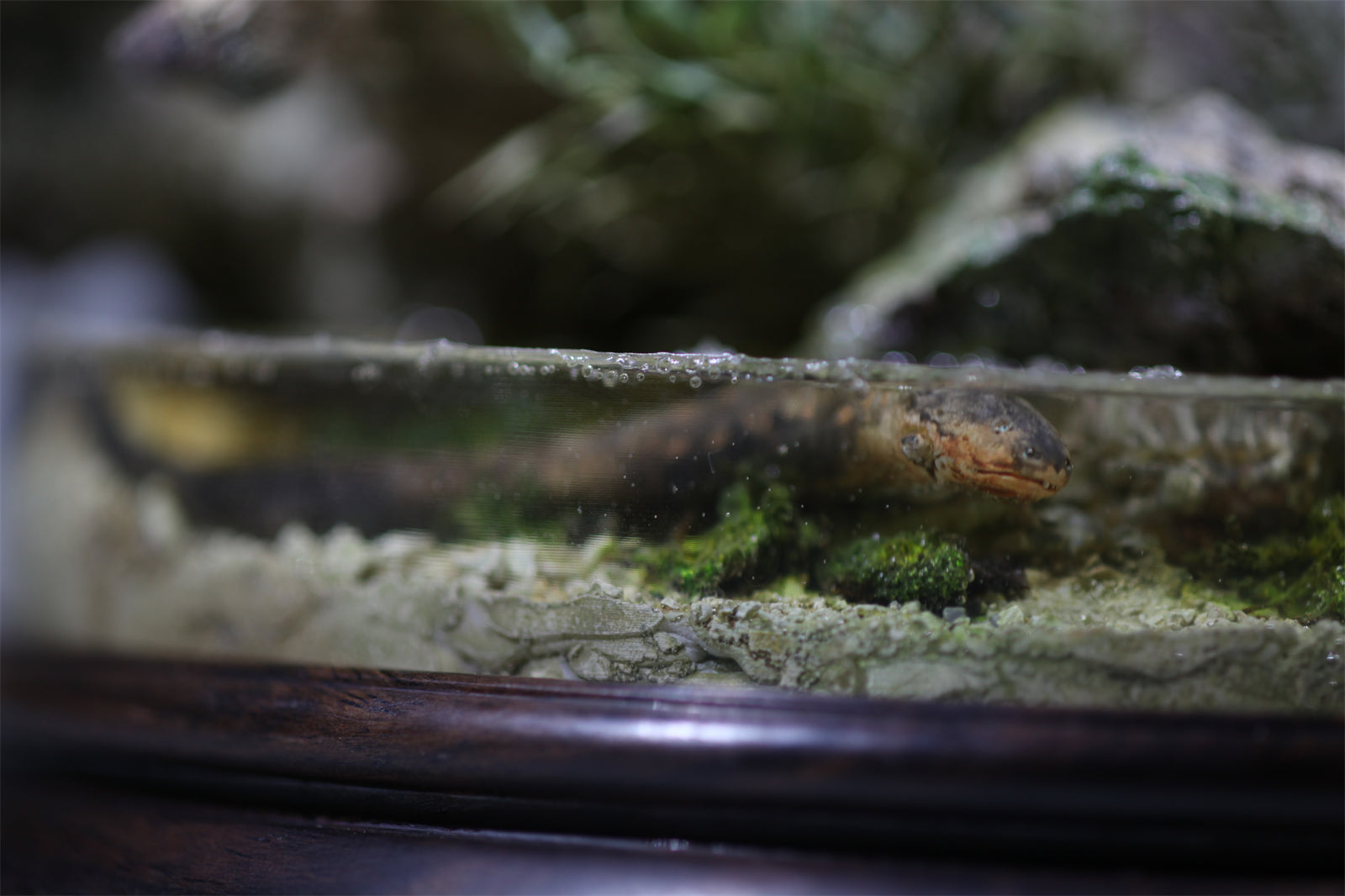 1:6 Panthera onca Scene Model