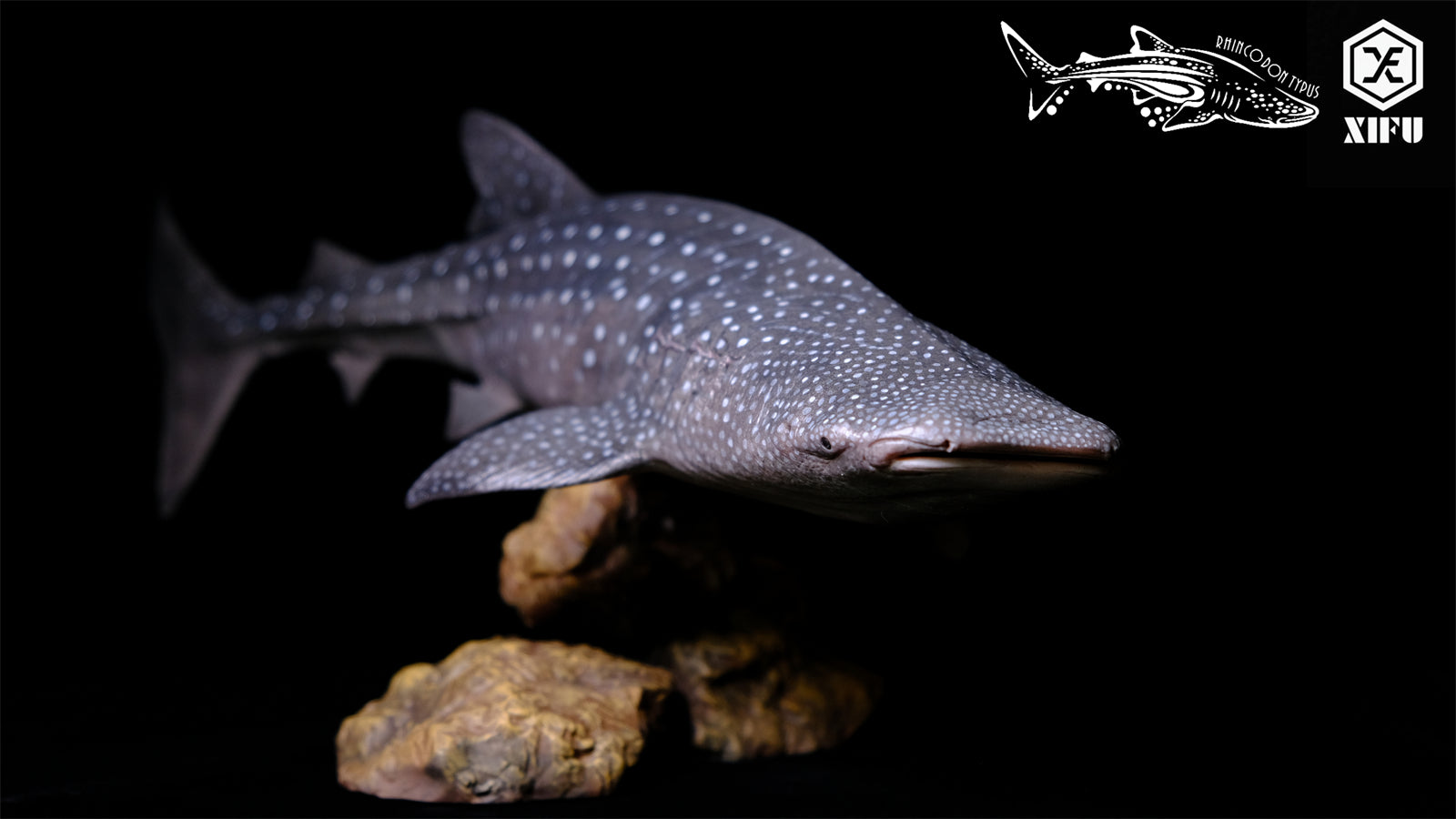 Xifu Studio 1/35 Rhincodon typus Model