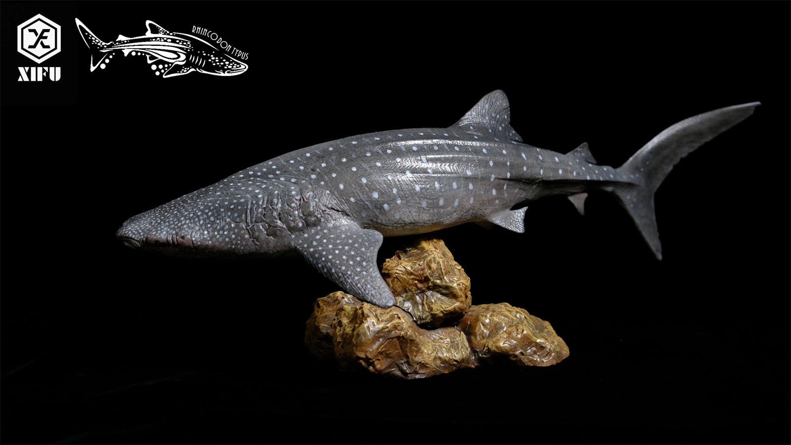 Xifu Studio 1/35 Rhincodon typus Model