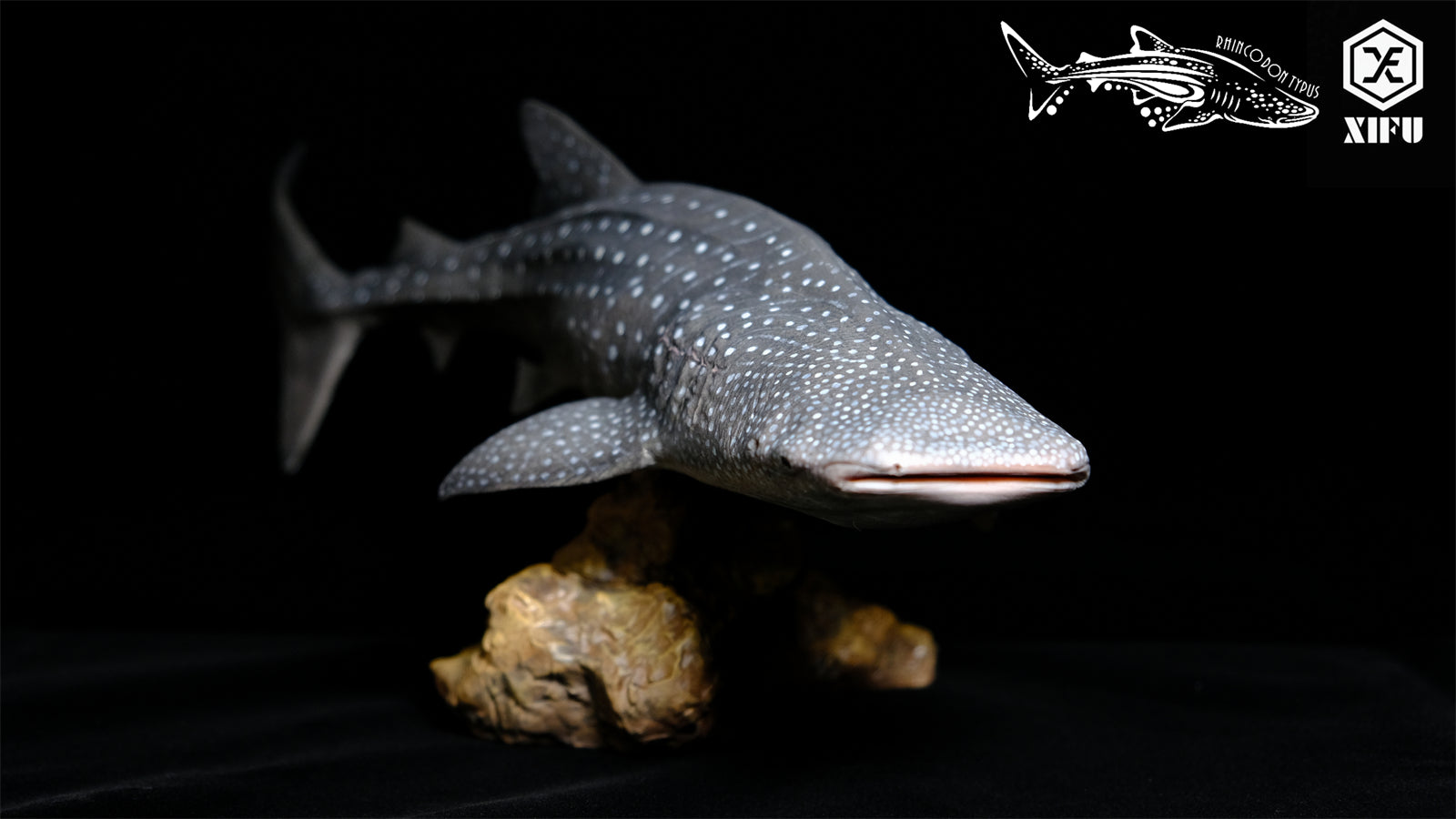 Xifu Studio 1/35 Rhincodon typus Model