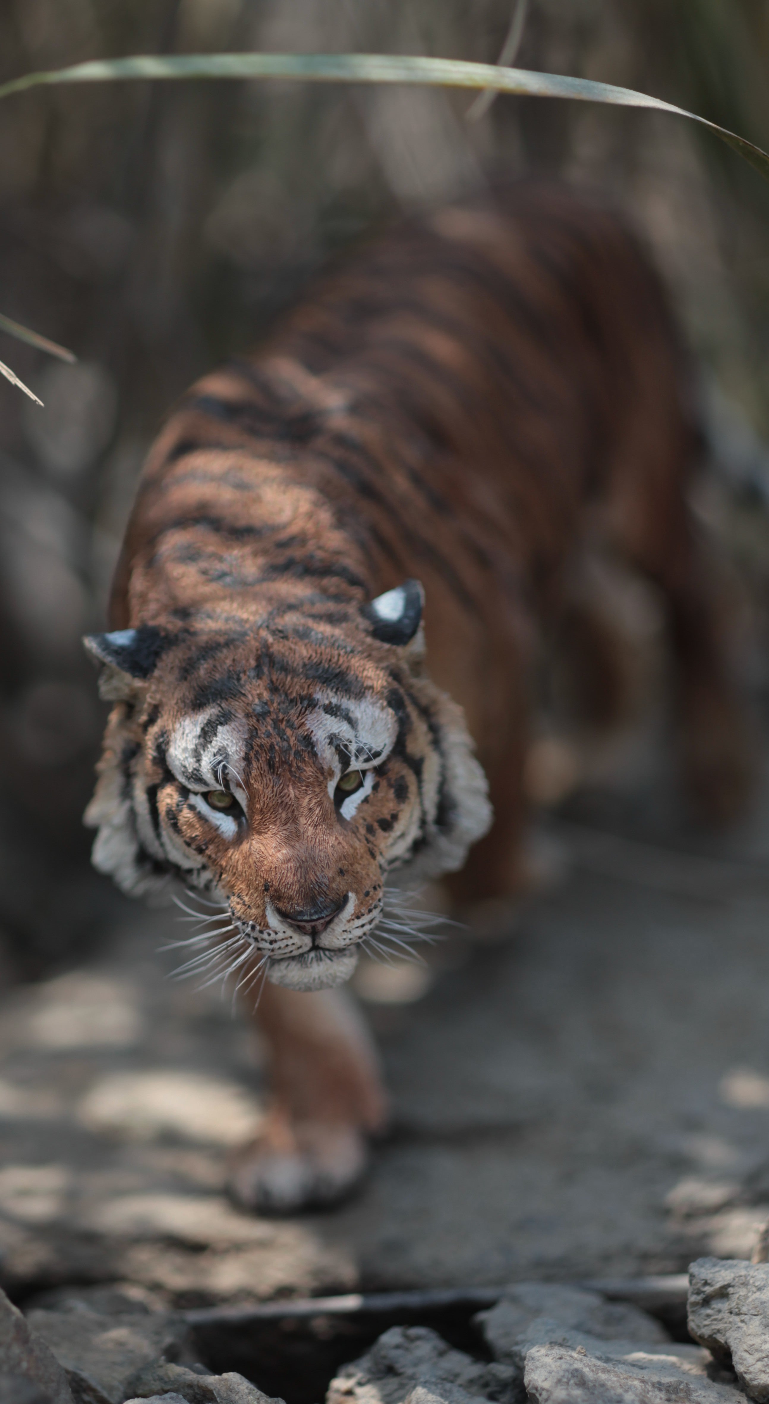 1:6 Sumatran Tiger Model