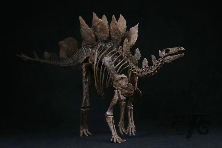 1/10 Stegosaurus Skeleton Model