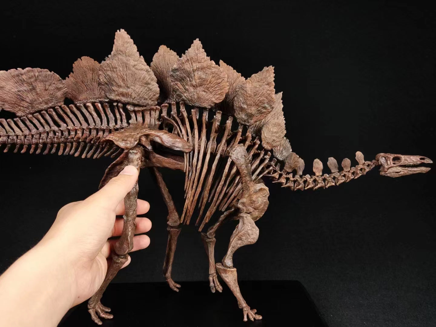1/10 Stegosaurus Skeleton Model