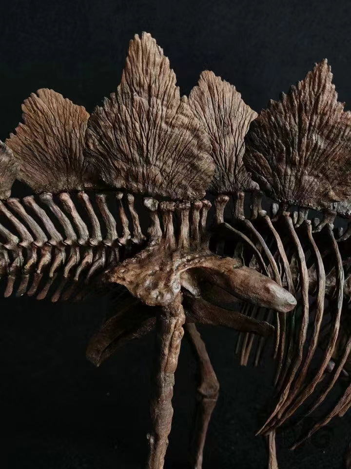 1/10 Stegosaurus Skeleton Model