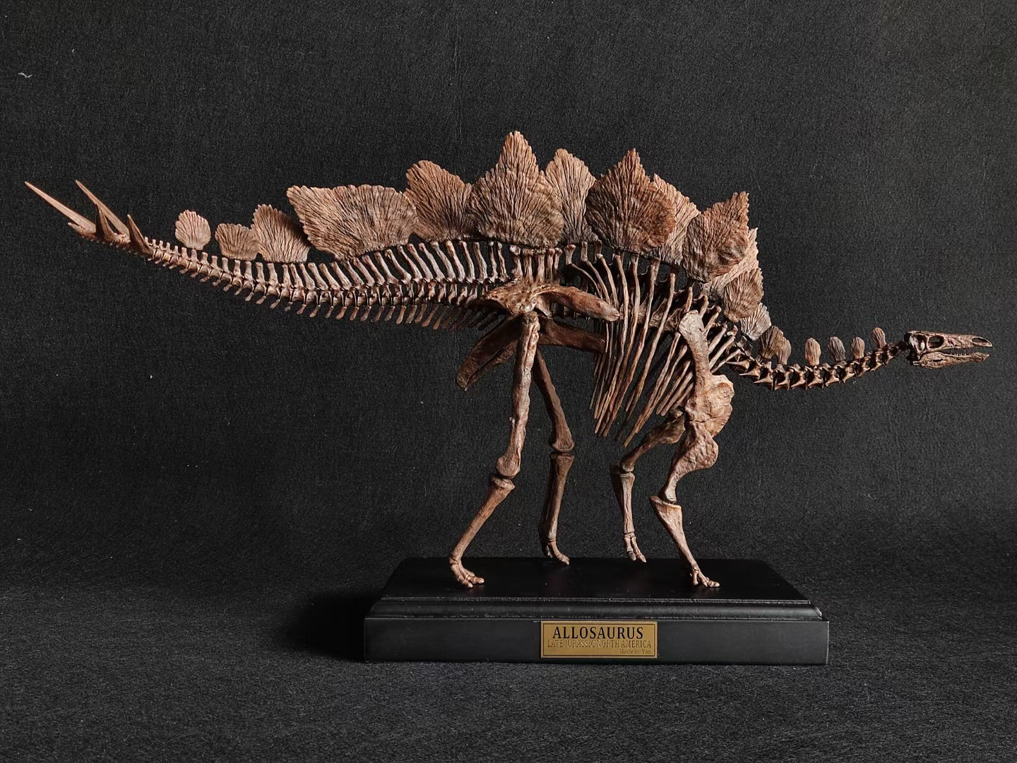 1/10 Stegosaurus Skeleton Model