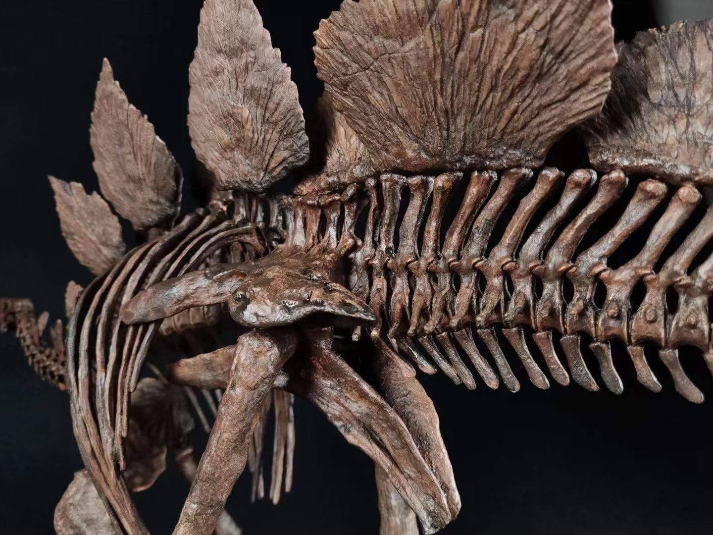 1/10 Stegosaurus Skeleton Model