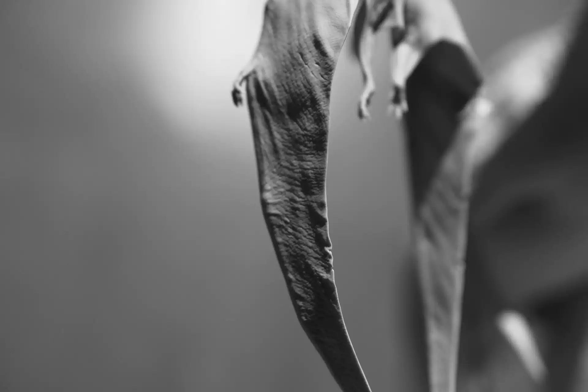 CROSS COLOR 1/15 Suchomimus Model Unpainted Kit