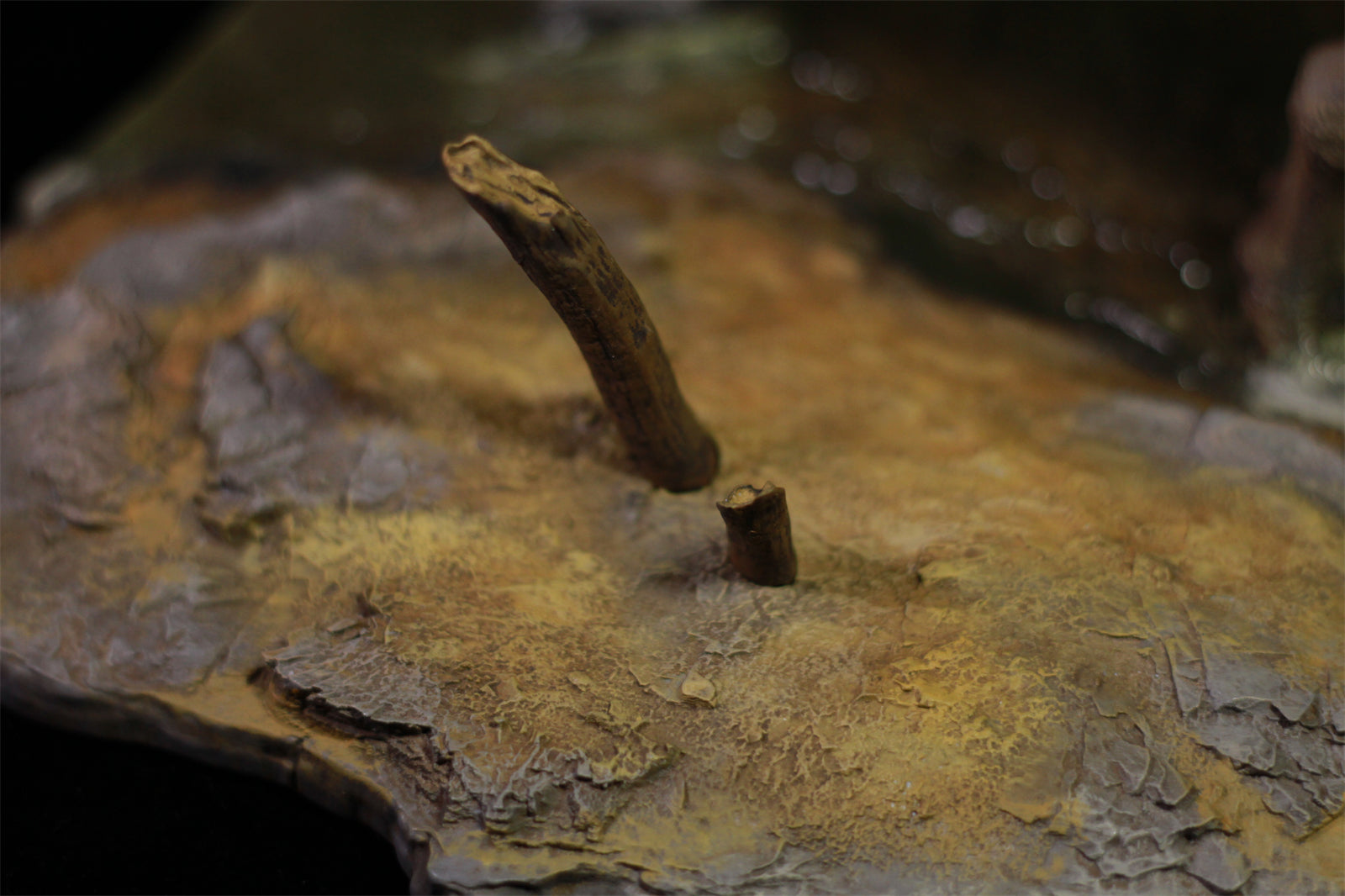 1/18 Allosaurus jimmadseni Statue