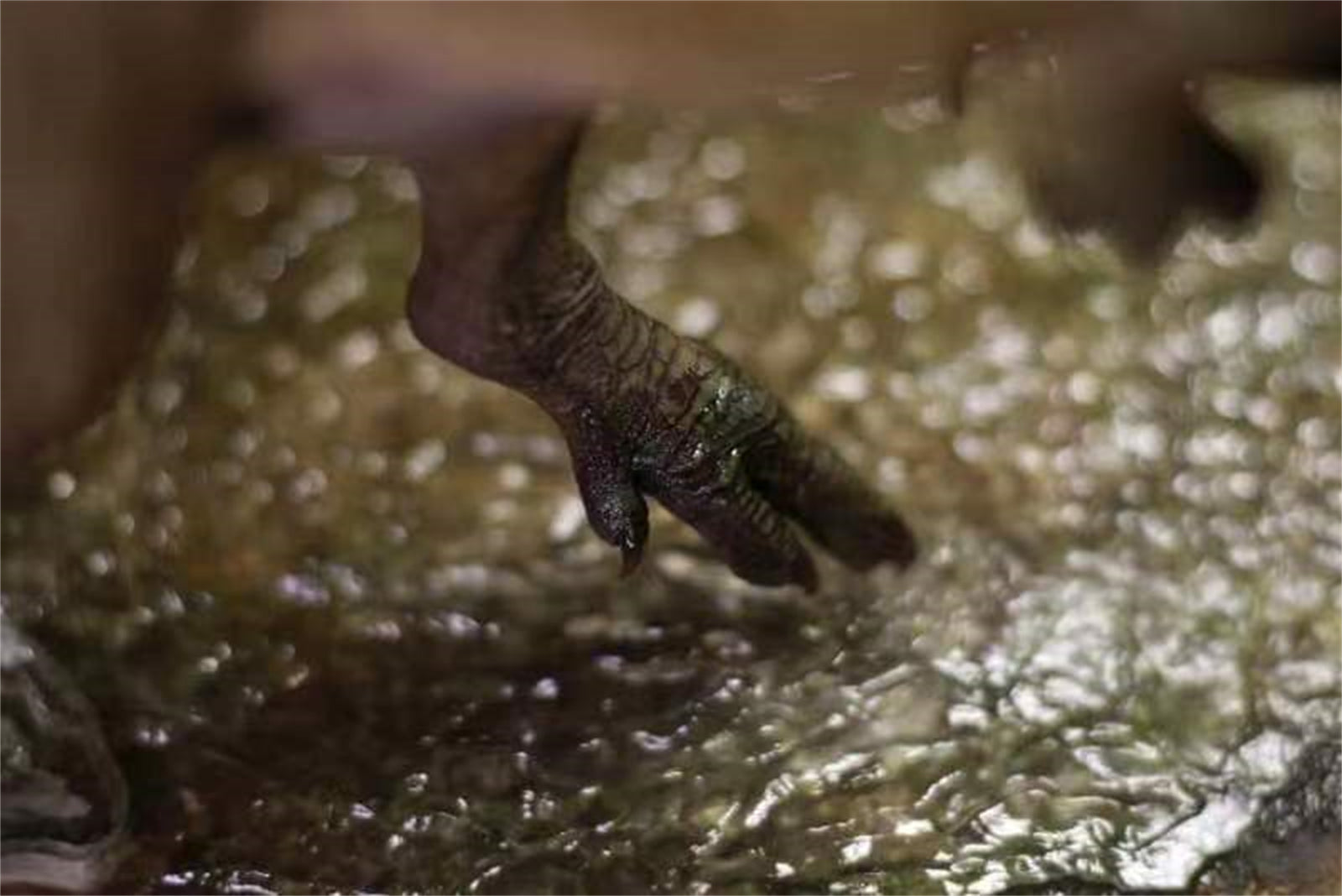 1/18 Allosaurus jimmadseni Statue