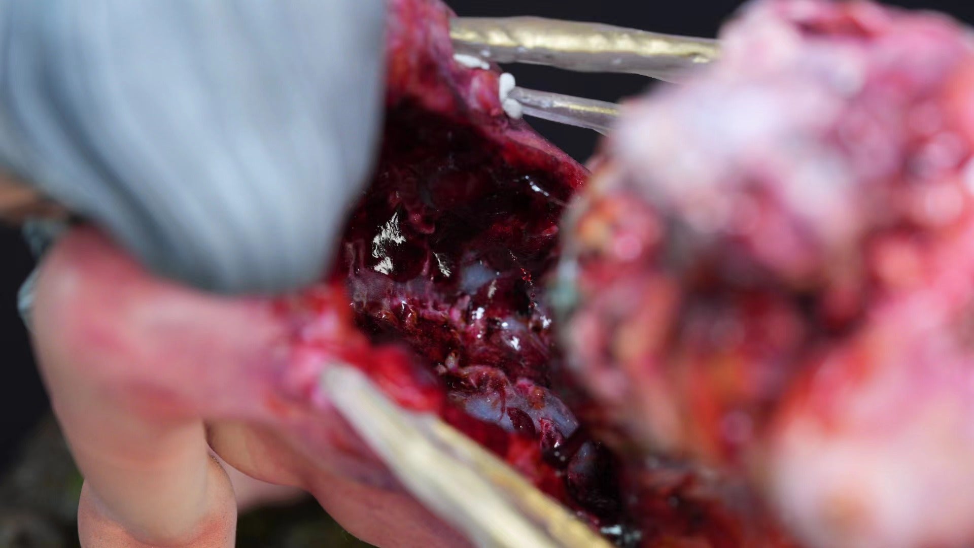 1/6 Scale Parasitized Fairy Model Kit