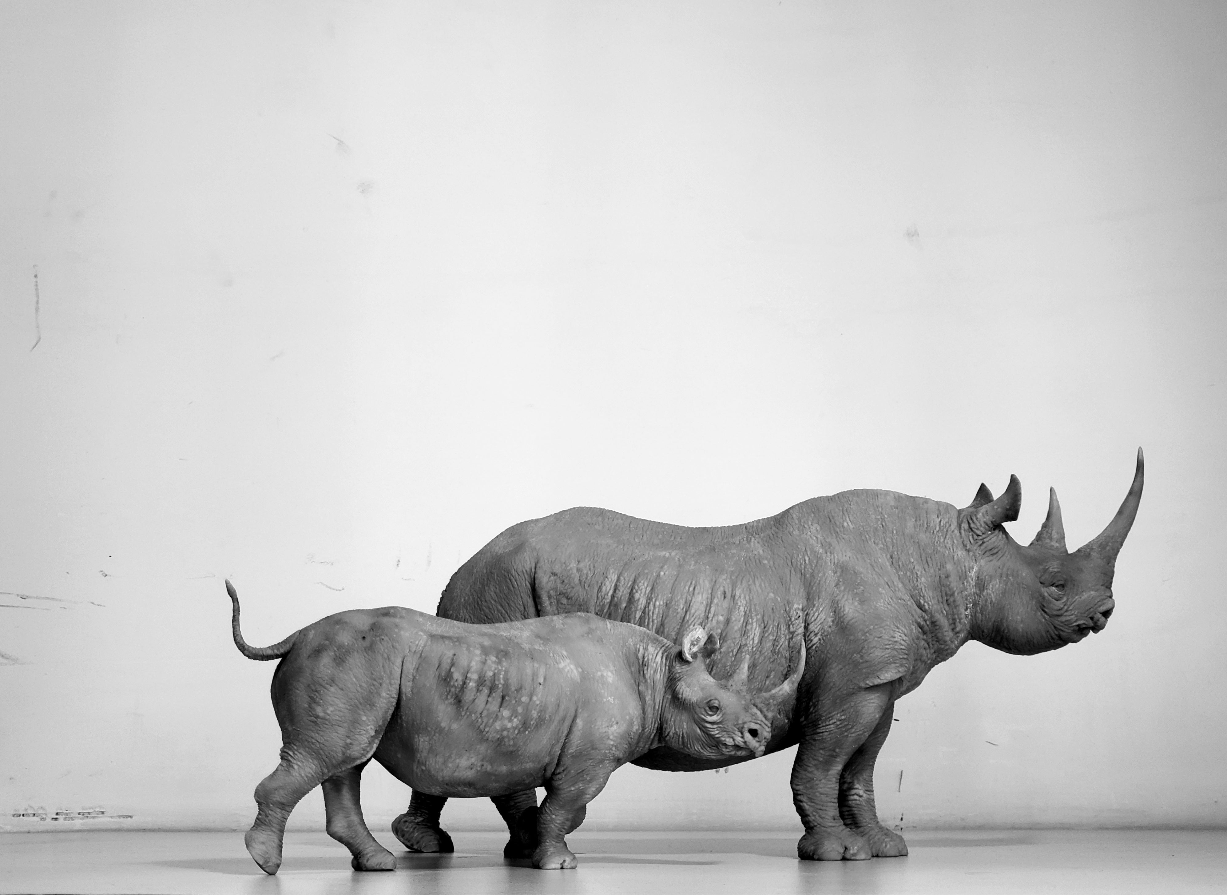 tunan Black Rhino Model
