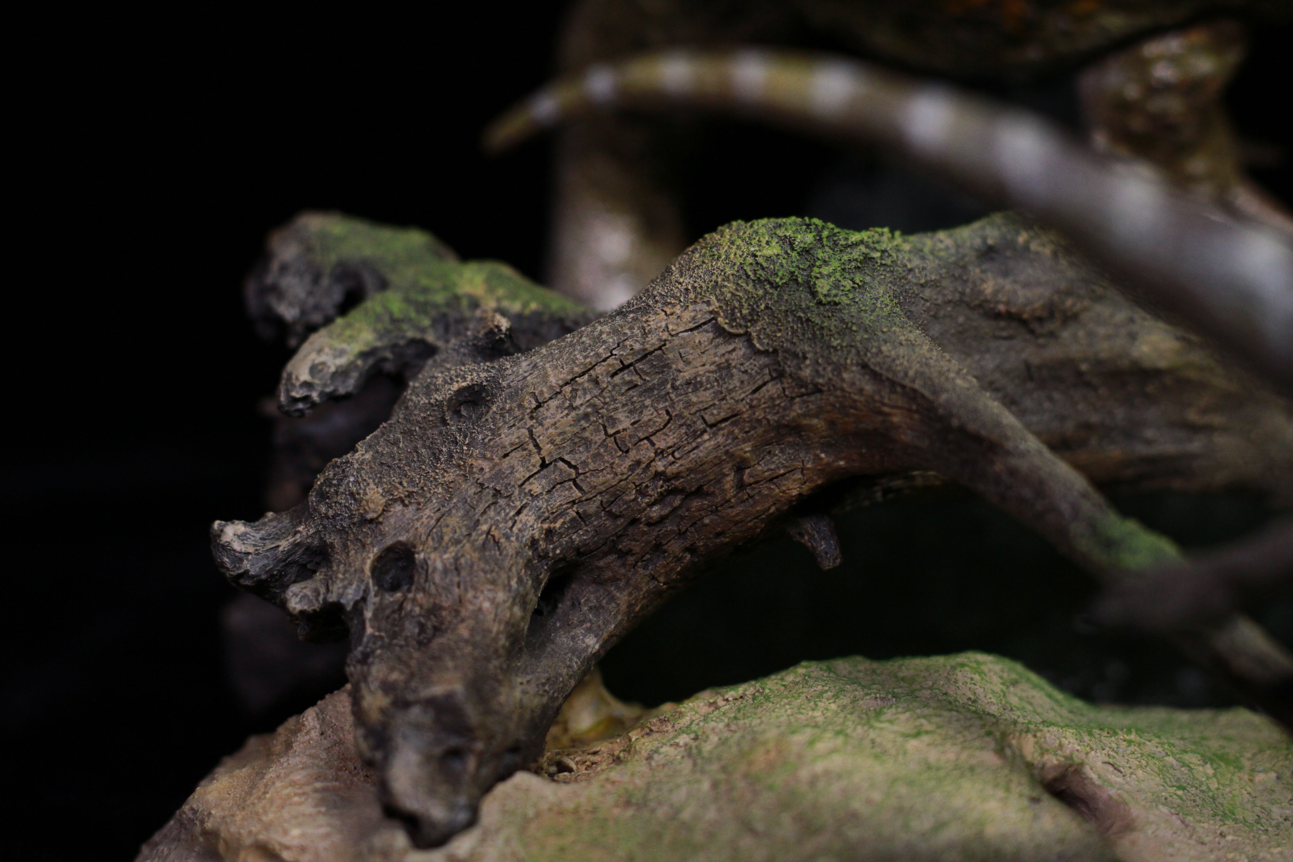 Sensen 1:5 Scale Beelzebufo Masiakasaurus Scene Statue