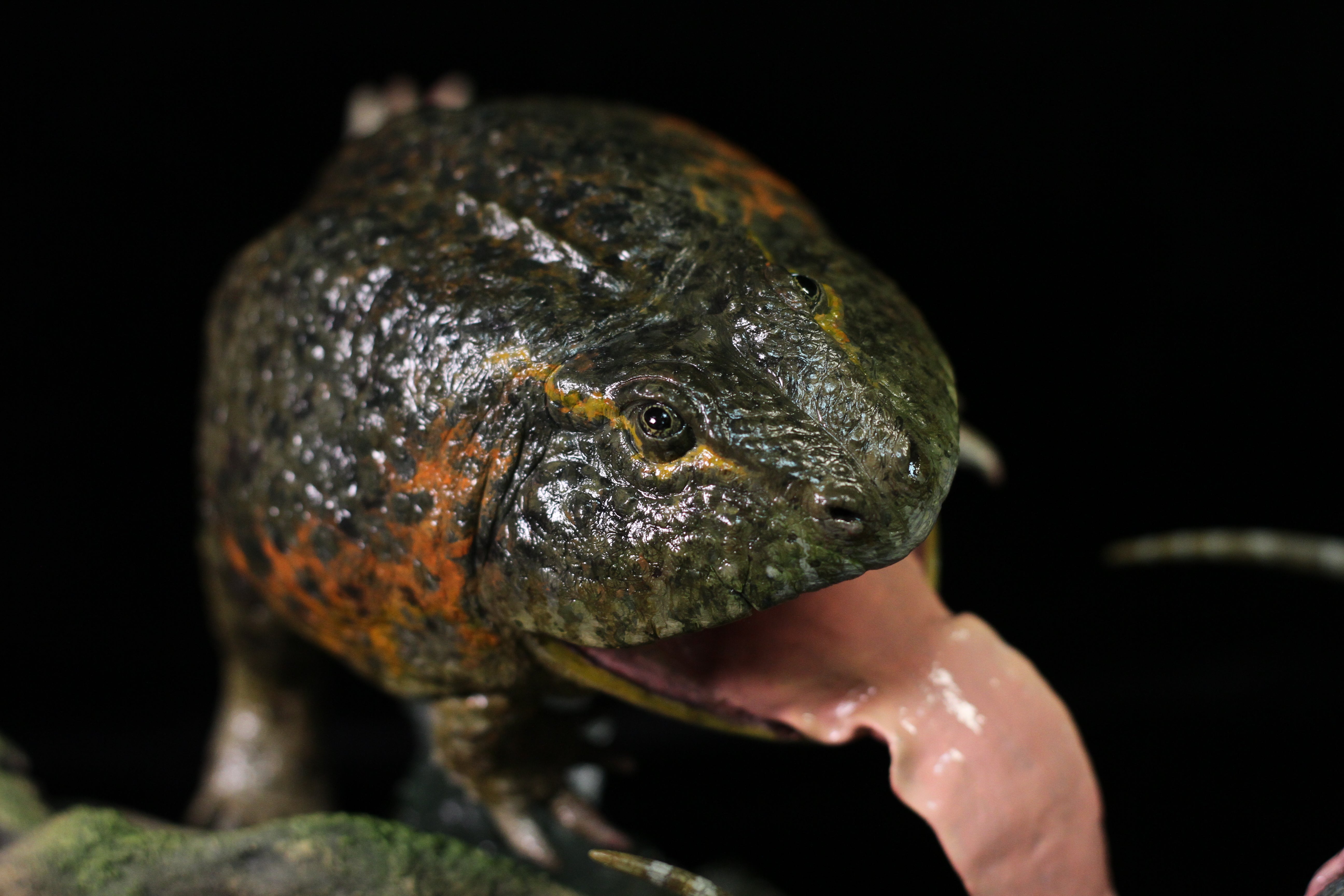 Sensen 1:5 Scale Beelzebufo Masiakasaurus Scene Statue