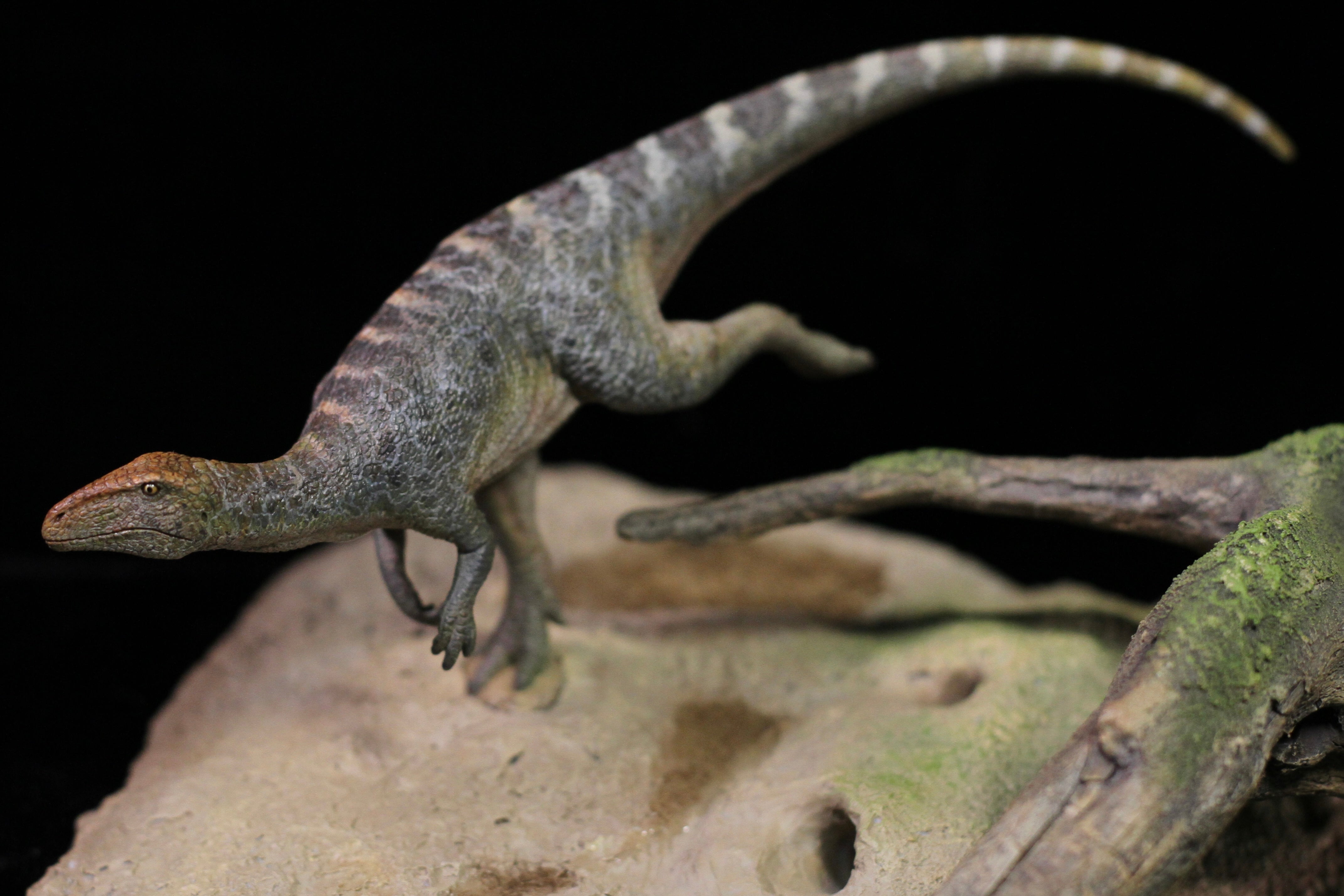 Sensen 1:5 Scale Beelzebufo Masiakasaurus Scene Statue