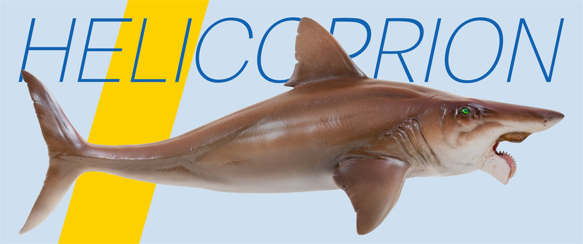PNSO Helicoprion Haylee Model