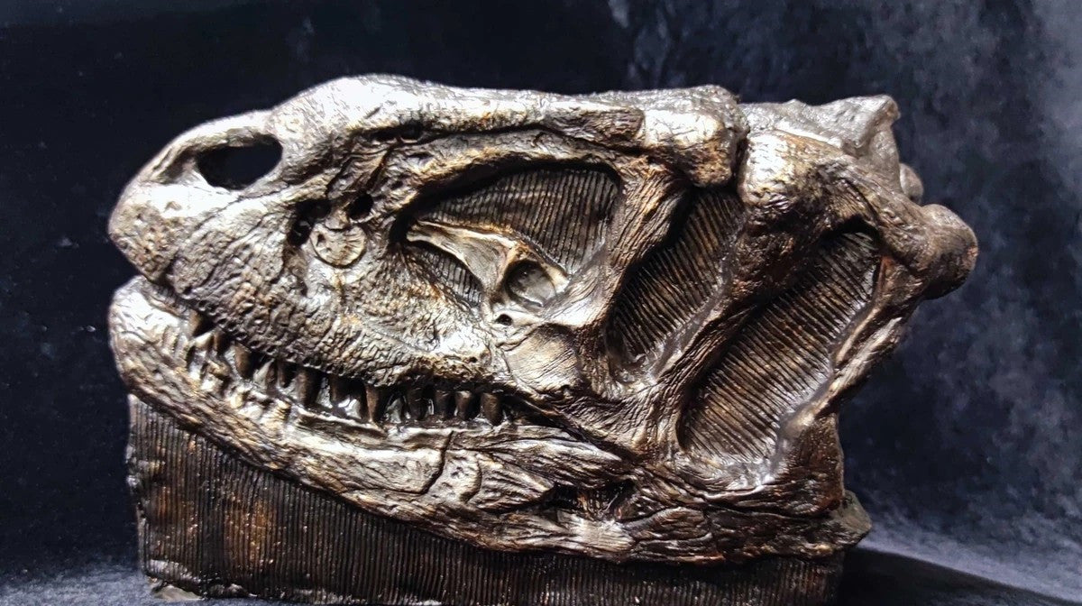 Yangchuanosaurus Skull Skeleton Model