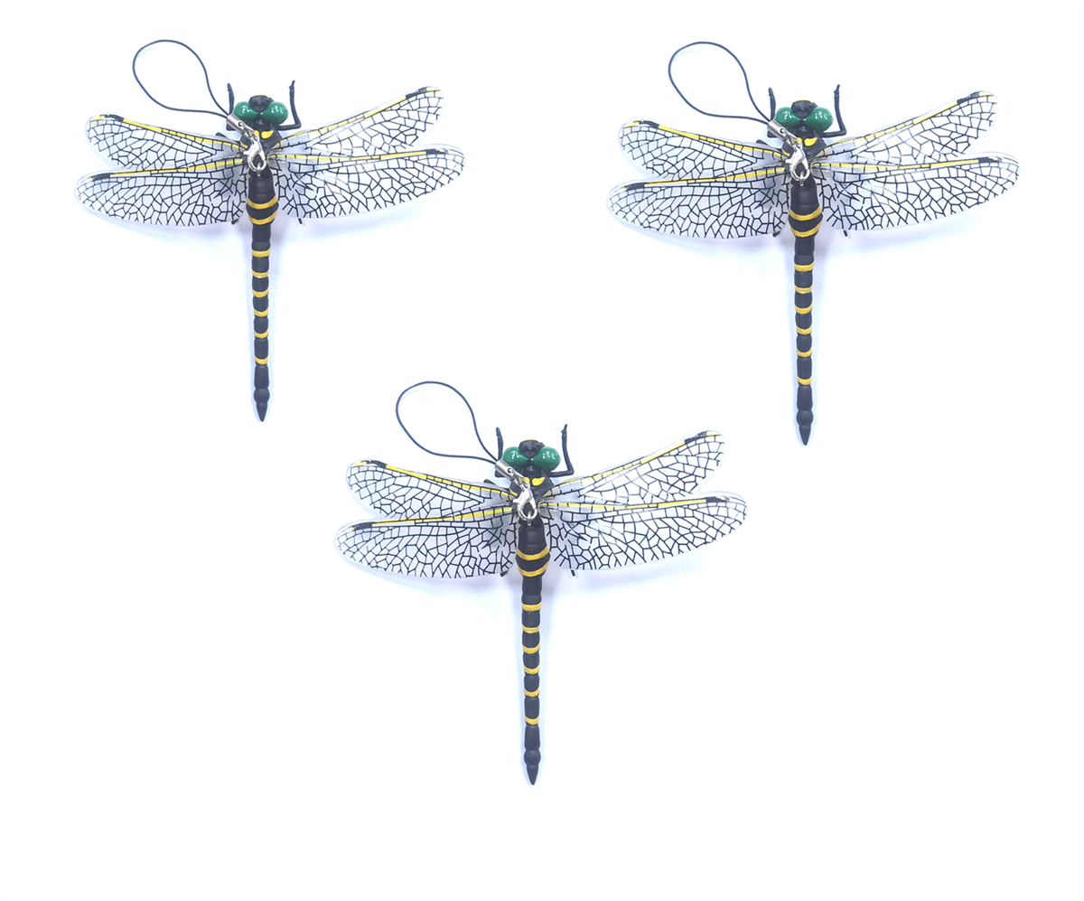 Anotogaster Dragonfly Model