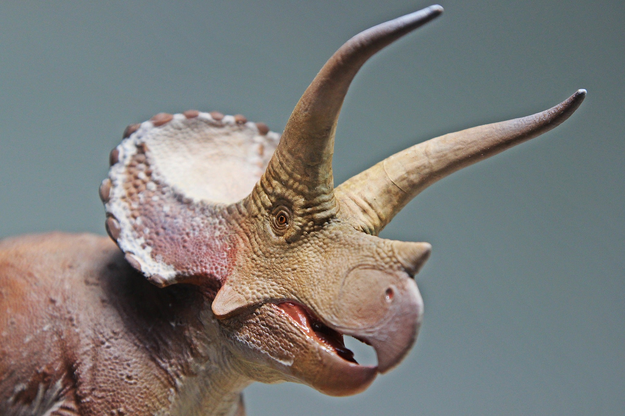 De CLAY Studio Triceratops prorsus Scene Statue Kit